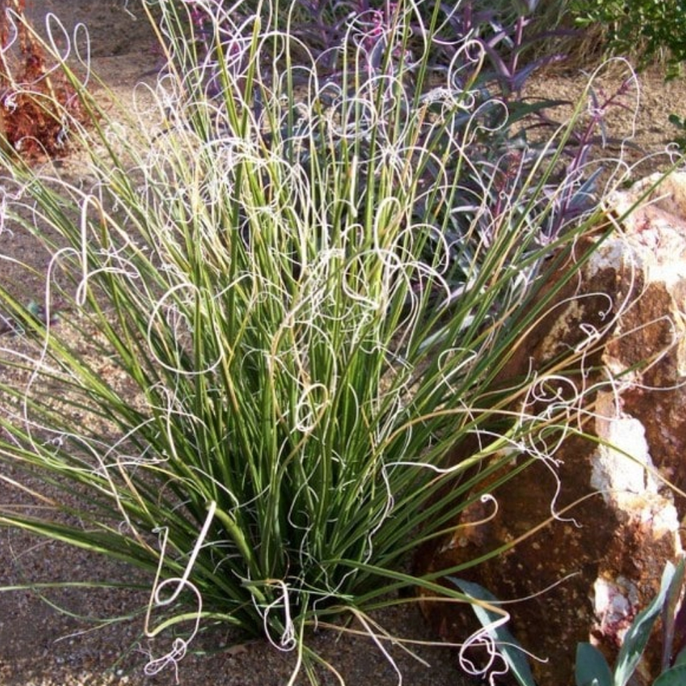 Sacahuista Bear-Grass, Nolina microcarpa, container plant | Borderlands  Plants