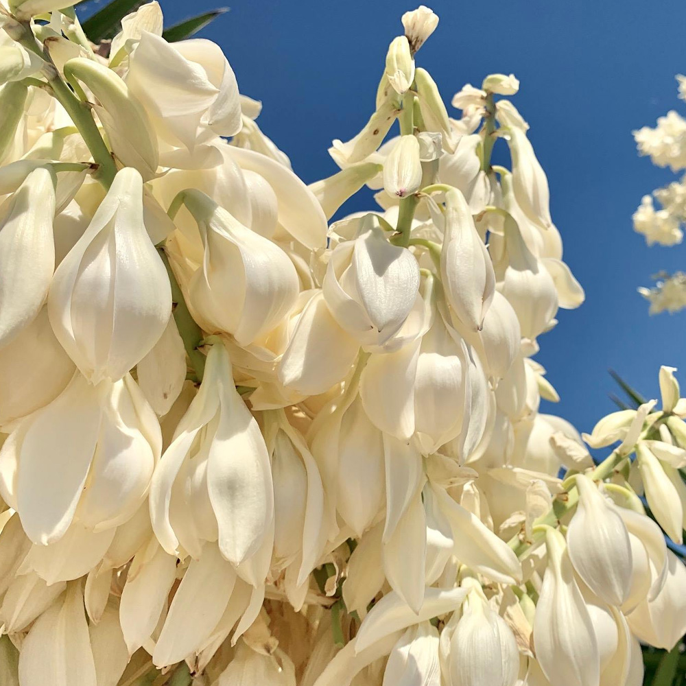 Yucca Faxoniana Spanish Dagger Giant White Yucca Green Things Nursery