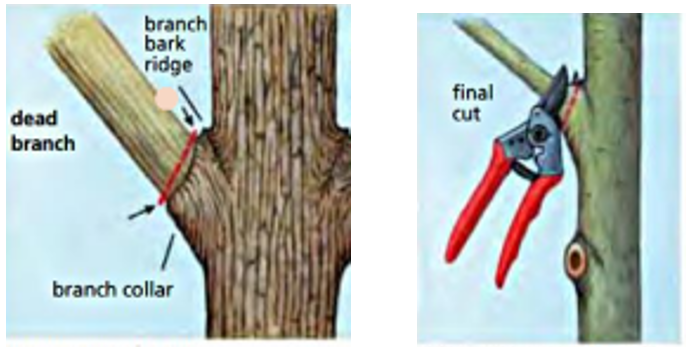 How to Cut