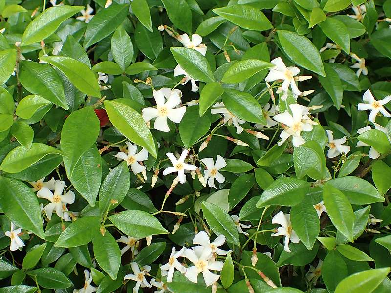 Asiatic Jasmine
